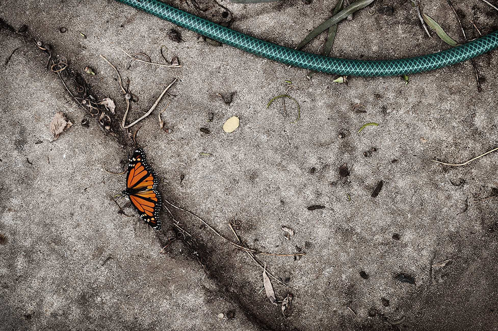butterflyblog